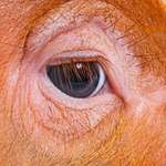 image for A pig’s eye look strikingly similar to 45’s eye.