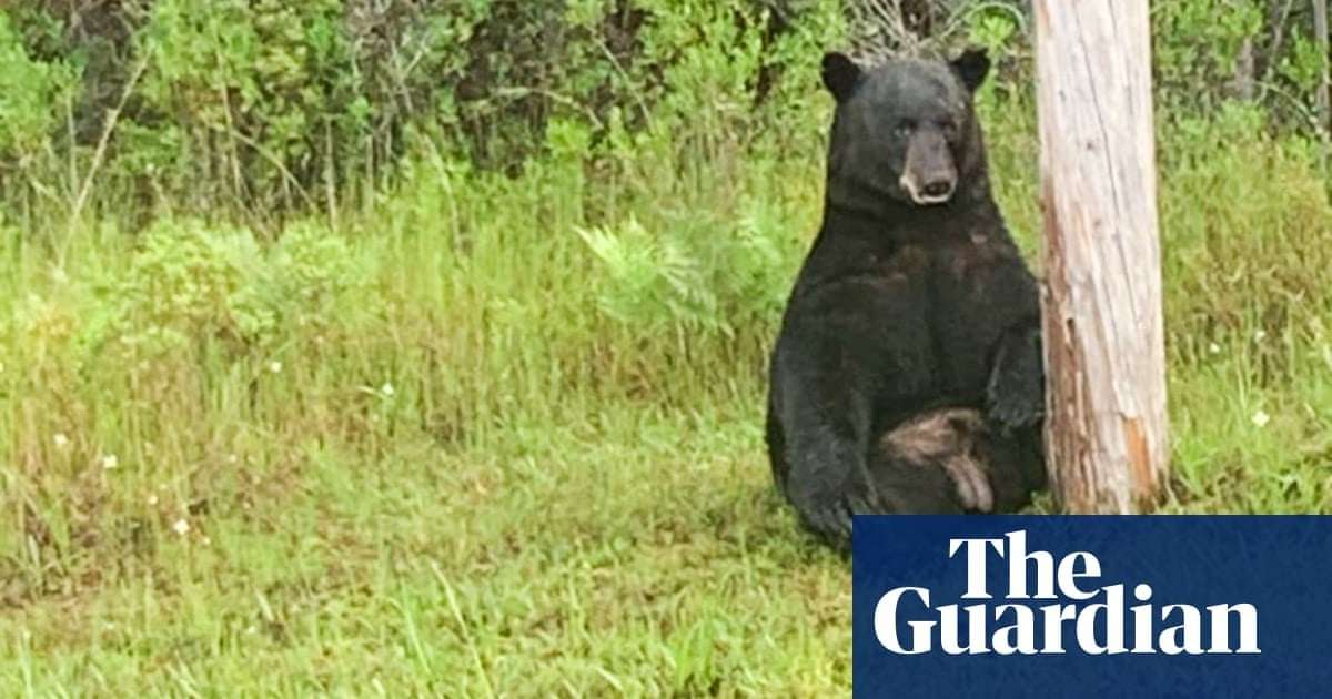 image for Florida police tell people to stop taking selfies with ‘depressed’ black bear