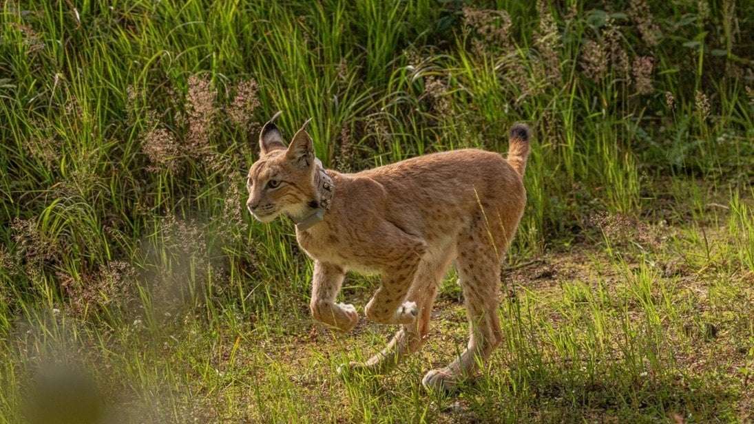 image for German zoo frees tiny lynx that kept trying to escape