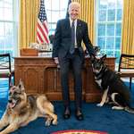 image for Joe Biden with his dogs