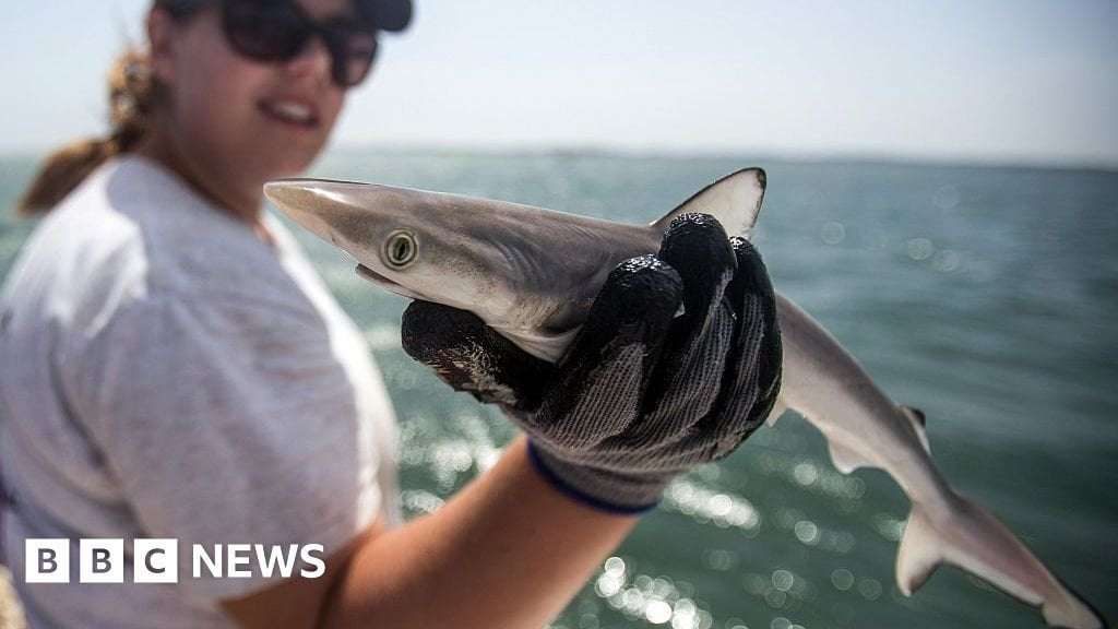 image for Sharks off Brazil coast test positive for cocaine