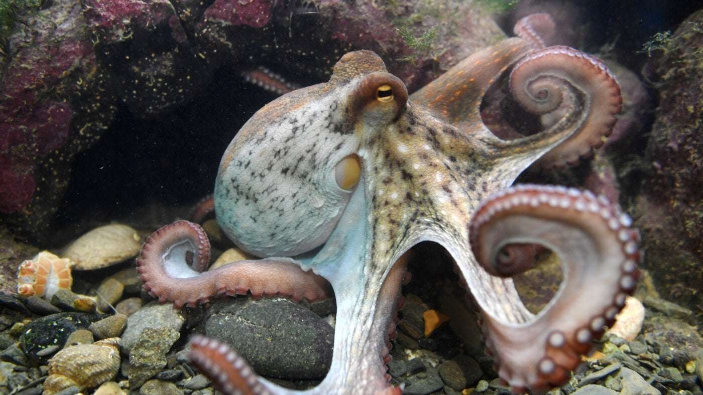 image for Octopus farming in the U.S. would be banned under a new bill in Congress