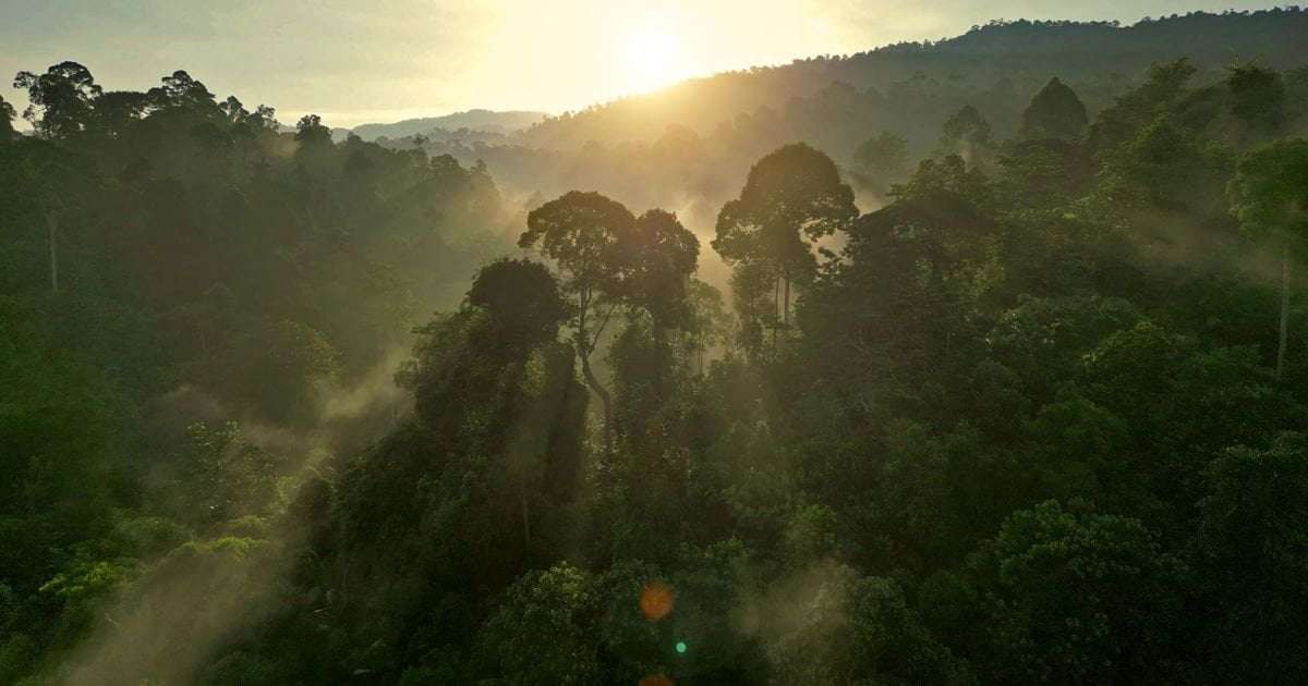 image for Trees reveal climate surprise – bark removes methane from the atmosphere