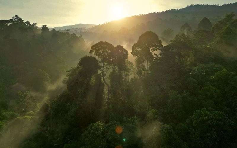 image for Trees reveal climate surprise – bark removes methane from the atmosphere