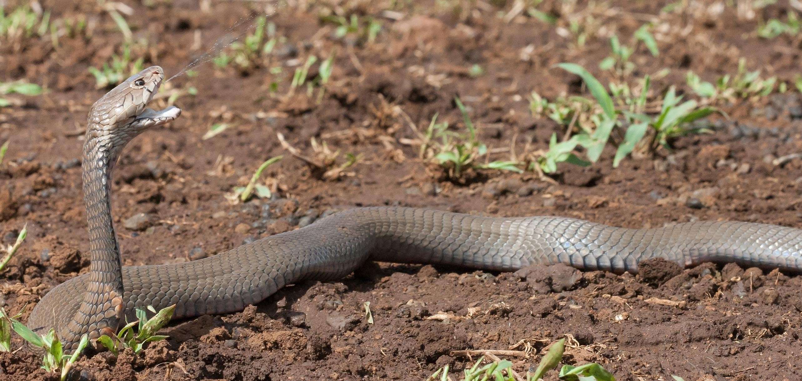 image for New antidote for cobra bites discovered