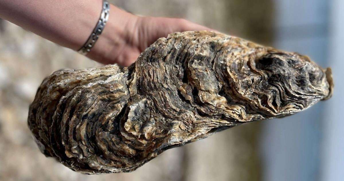 image for ‘Monster’ oyster weighing over 5 pounds harvested off coast
