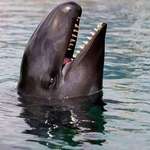image for Orca’s more menacing relative. The False Killer Whale