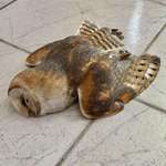 image for Found it in my summer house...
