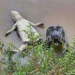 image for Yacare caiman who is about to feast on its buddy