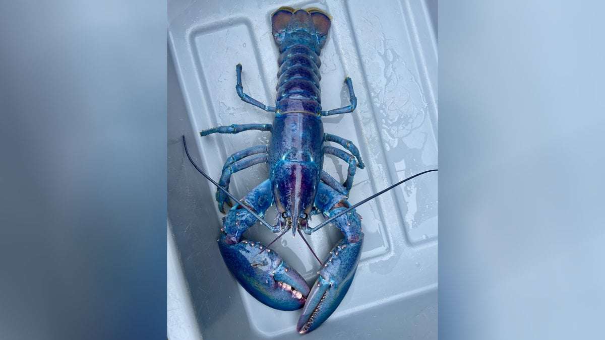 image for Rare ‘cotton candy’ lobster caught off New England coast