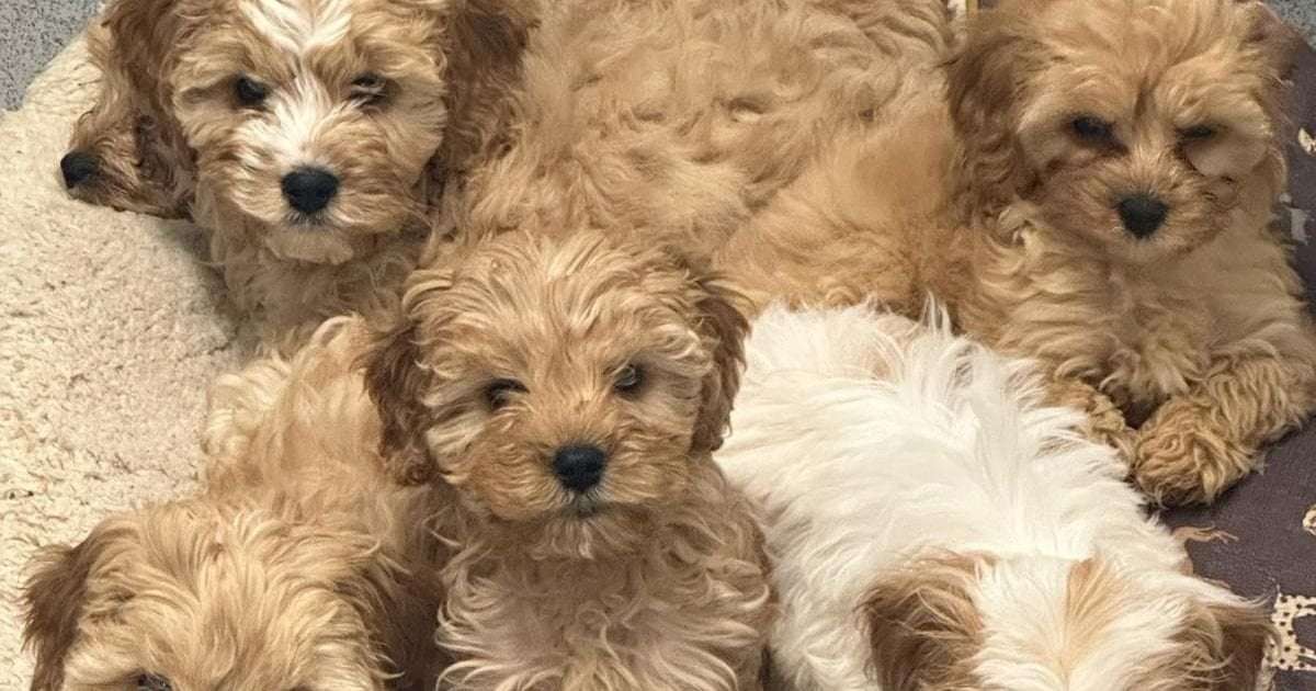 image for Two dozen pups discovered abandoned in lorry find forever homes six months later