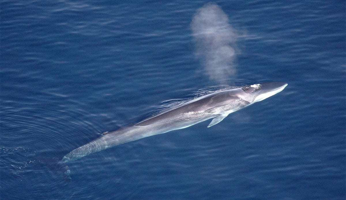 image for Japan Kills First Fin Whale Despite Global Condemnation