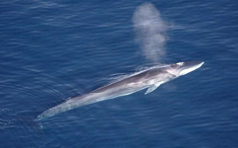 image for Japan Kills First Fin Whale Despite Global Condemnation