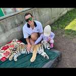 image for Lithuania-Klaipeda Zoo. Young tigers are sedated or put to sleep to allow visitors pet them.