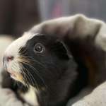 image for Enough political posts. This is one of my guniea pigs, Bella.