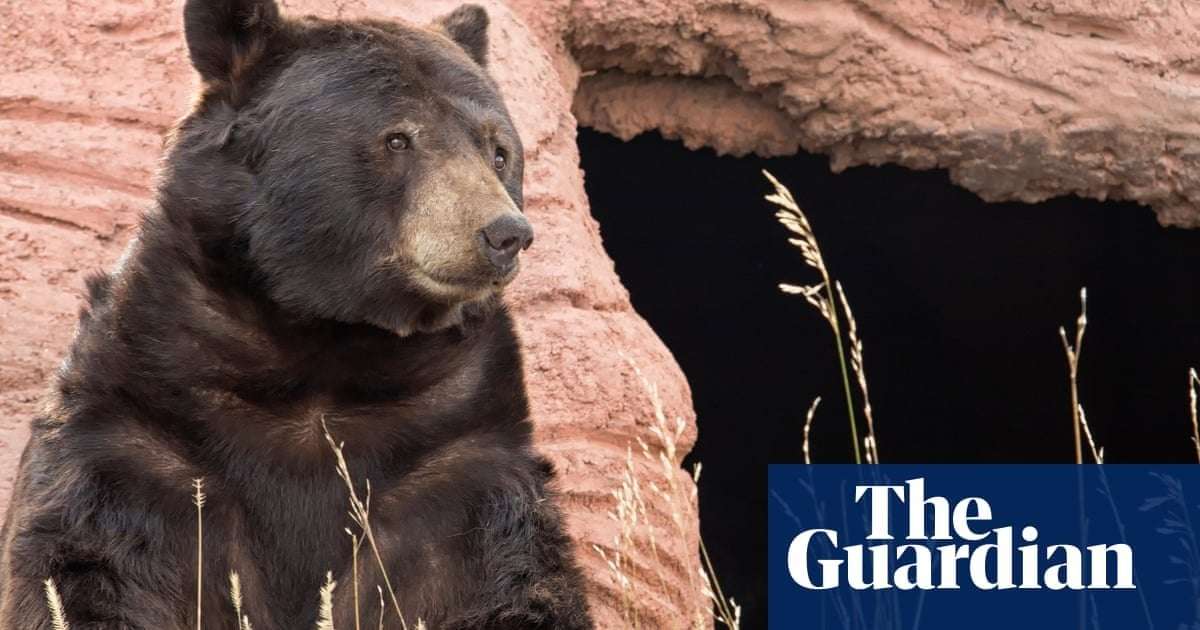 image for California teacher shocked to find bear enjoying a snack in classroom