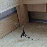 image for A Spider caught a Scorpion in my kitchen