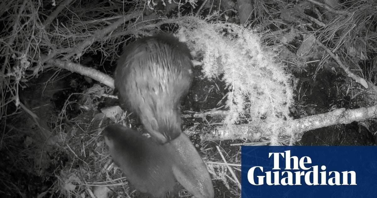 image for Britain experiencing a beaver baby boom as kits spotted across the country