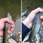 image for The person caught the same fish a month and a half later.