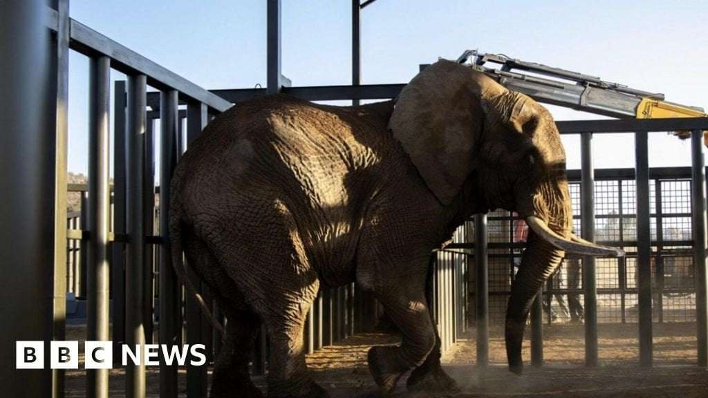 image for South Africa's last zoo elephant Charlie freed after 40 years
