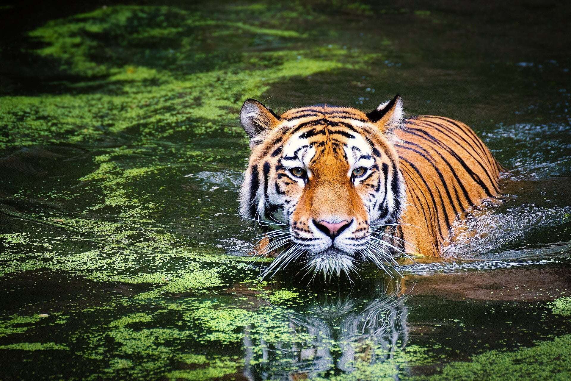 image for Great news for the endangered tiger: A 250% increase in tiger numbers recorded in Thailand