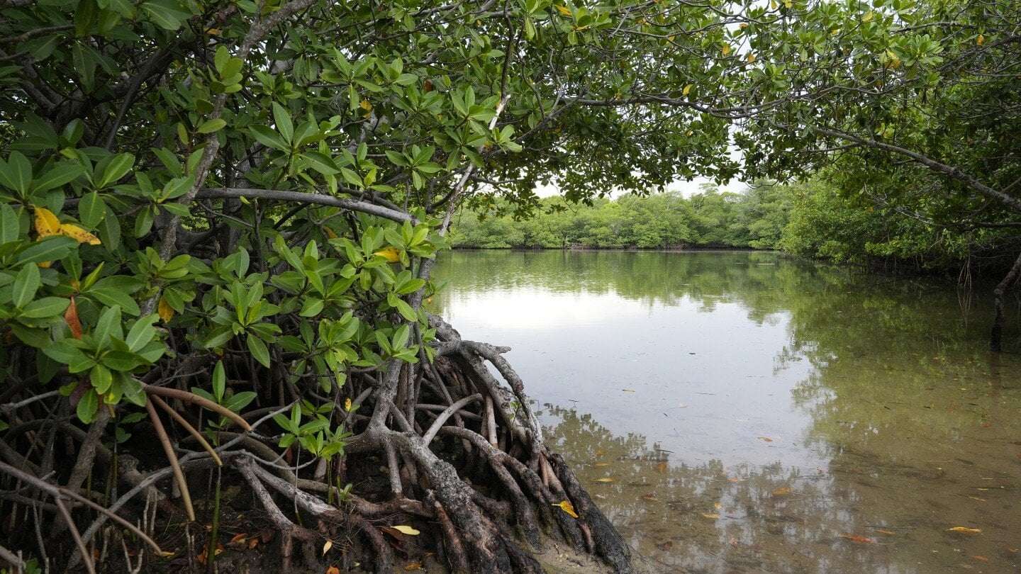 image for Floridians balk at DeSantis administration plan to build golf courses at state parks