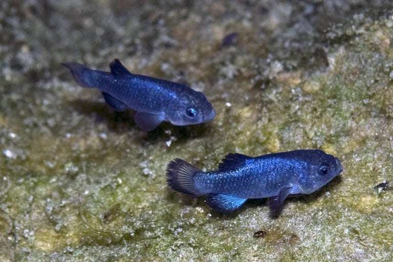 image for A tiny desert fish hits a 25 year population high in one of Earth’s harshest environments