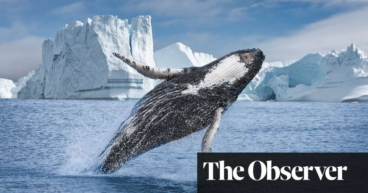 image for Whales are doing well so it’s time to scrap the body that once protected them, says former head