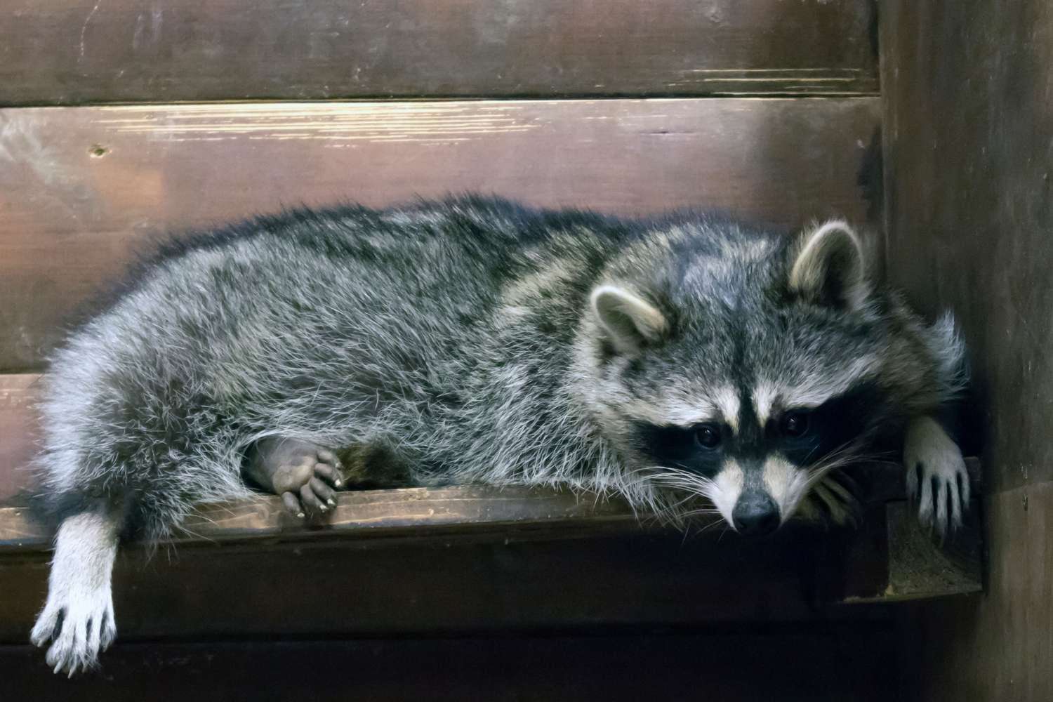image for Beer-Drunk Raccoons Are Taking Over Germany