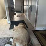image for He is waiting for his sister to come home but she sadly crossed over Rainbow Bridge.