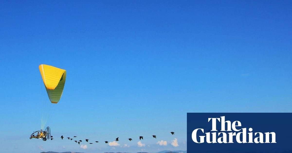 image for This bird came back from extinction - now scientists in a glider are teaching it to migrate