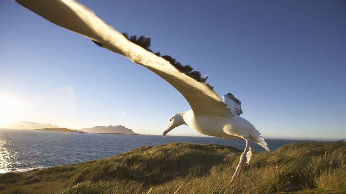 image for Mice on remote island that eat albatrosses alive sentenced to death by 'bombing,' scientists decree