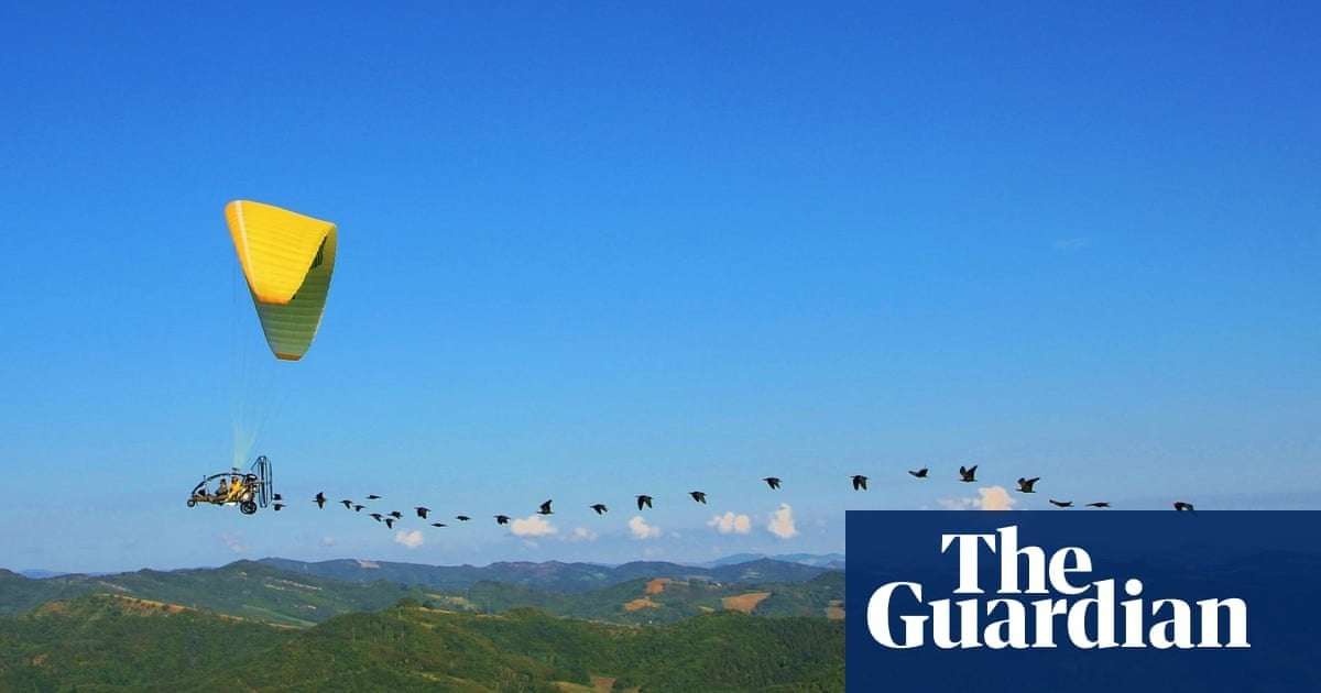 image for This bird came back from extinction - now scientists in an aircraft are teaching it to migrate