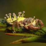 image for I found a cordiceps infected spider in Phinizy Swamp, Augusta Georgia. Also, trump is a fascist.