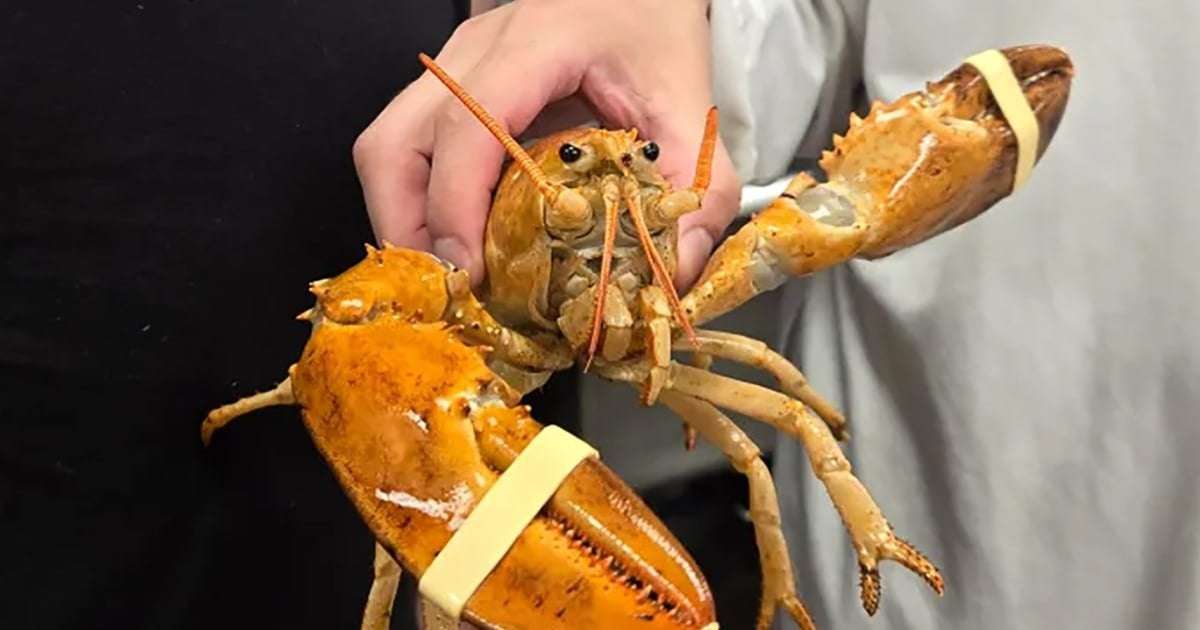 image for Ultra-rare orange lobster named Clementine rescued from New York grocery store