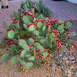 image for A bumper crop of fruit from the prickly pear cactus growing over my septic tank.