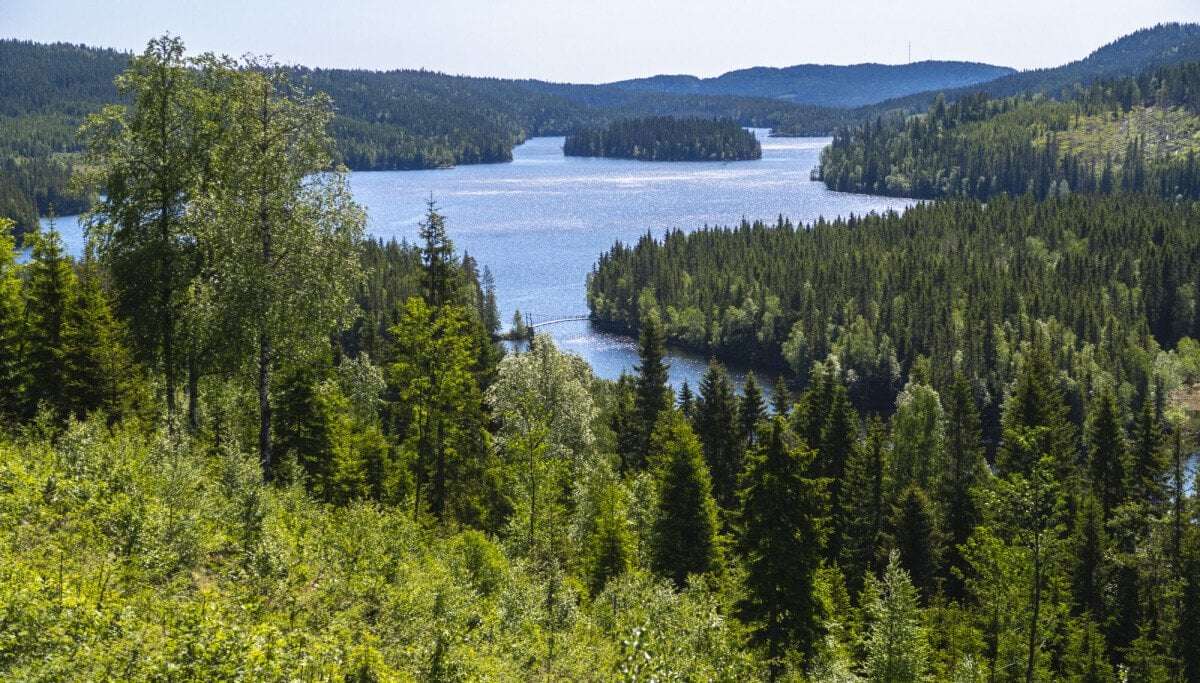 image for Skogen vår har mer enn tredoblet seg på hundre år