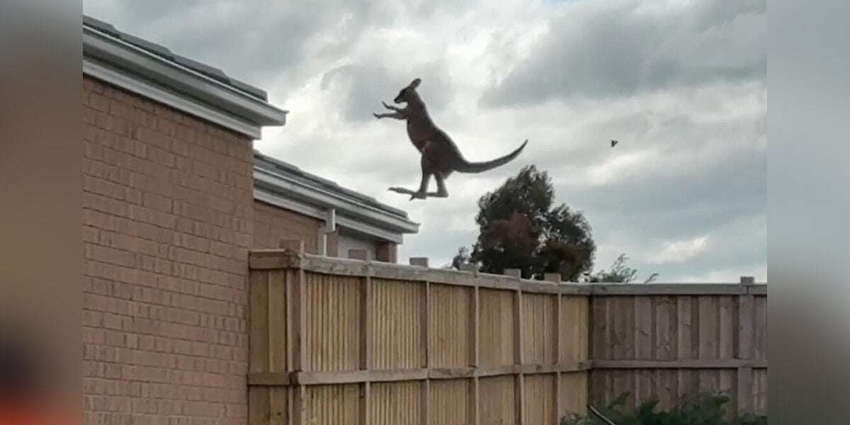 image for Kangaroo's Epic 'Double Jump' Caught On Video
