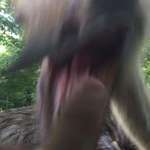 image for A picture I took right before getting bitten by an emu