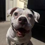 image for Sometimes the world can kind of suck.  To lighten the load, take a look at my 16 year old puppy