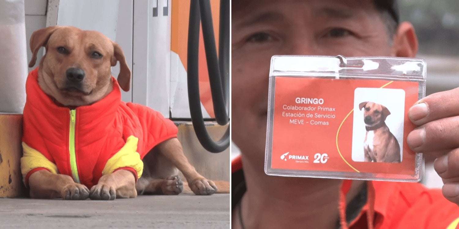 image for Stray dog lands job as security guard at Peru petrol station after chasing away robbers