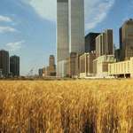 image for Twin towers from a wheat field in Manhattan