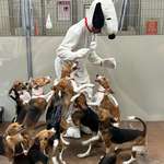 image for Beagle puppies rescued from a medical testing facility got to meet Snoopy