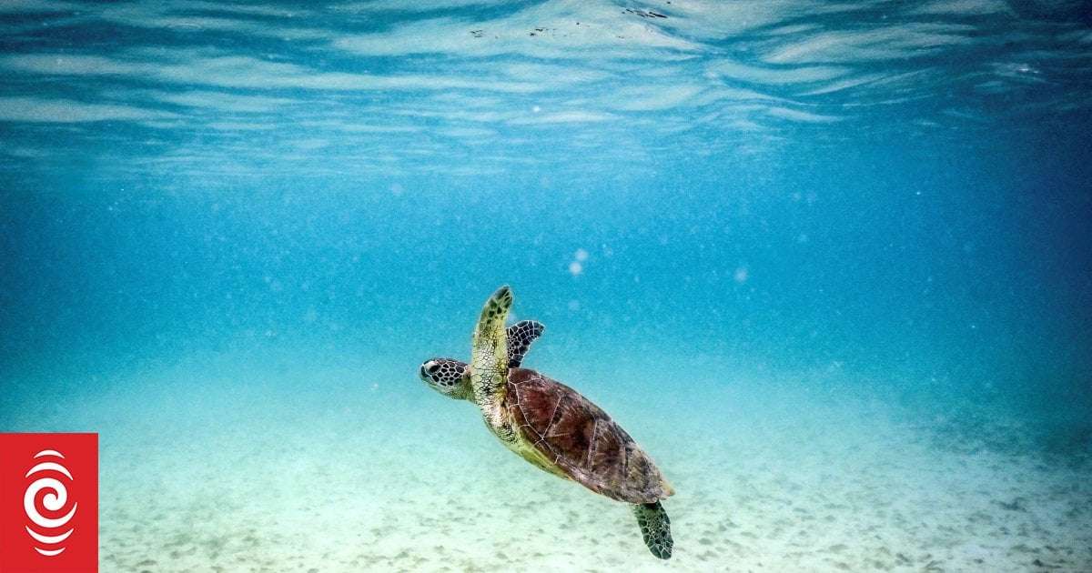 image for Great Barrier Reef already been dealt its death blow - scientist