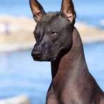 image for The Xoloitzcuintli, an ancient dog breed from Mexico, was believed to guide souls by the Aztecs.