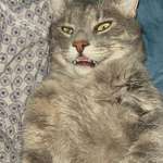 image for My boy simba looks like the biggest stoner