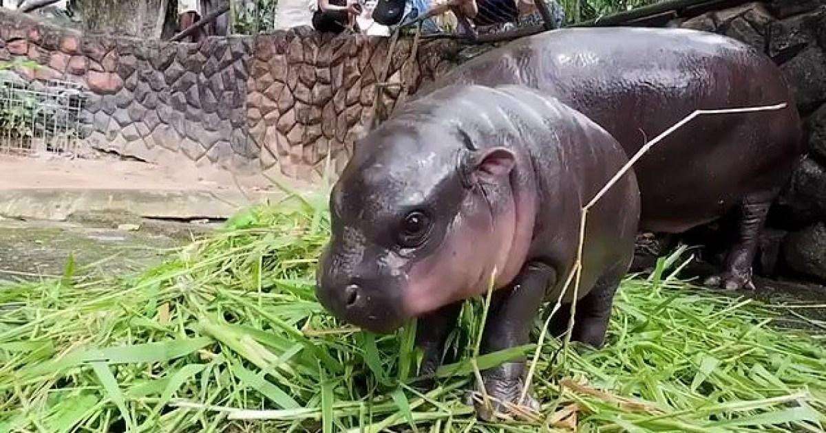 image for Baby pygmy hippo called ‘bouncy pork’ gains global celebrity status
