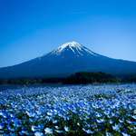 image for Mount Fuji Behind a Field of Flowers