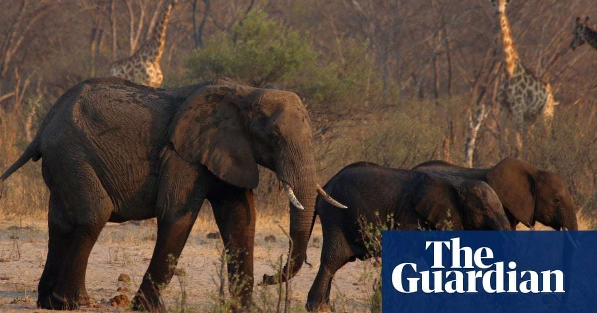 image for Zimbabwe orders cull of 200 elephants amid food shortages from drought