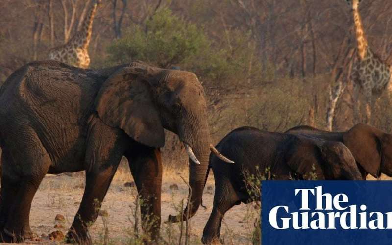 image for Zimbabwe orders cull of 200 elephants amid food shortages from drought